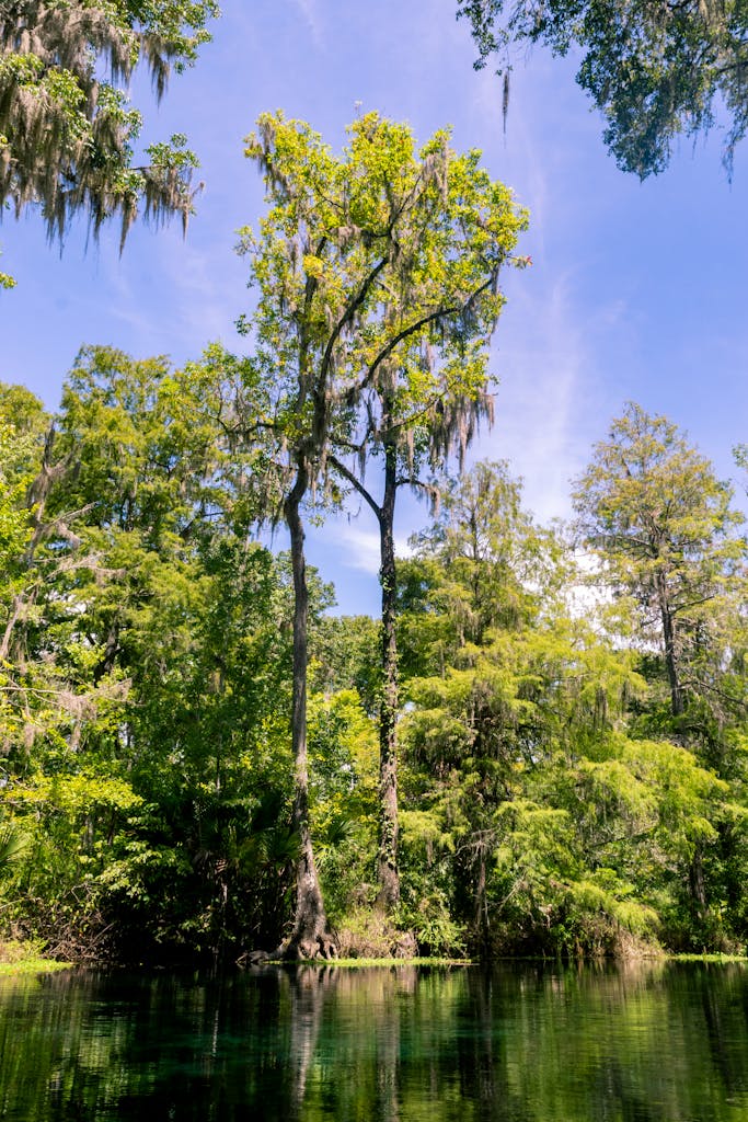 Trees on the Bank of the Silver River in Florida State Park